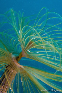 Tube worm with parasites by Marco Gargiulo 